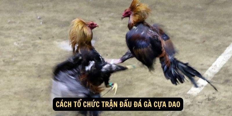 da-ga-cua-dao-2