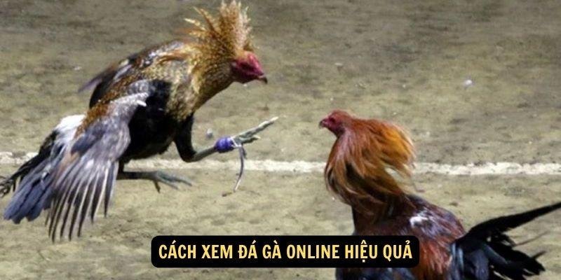 xem-da-ga-online-2