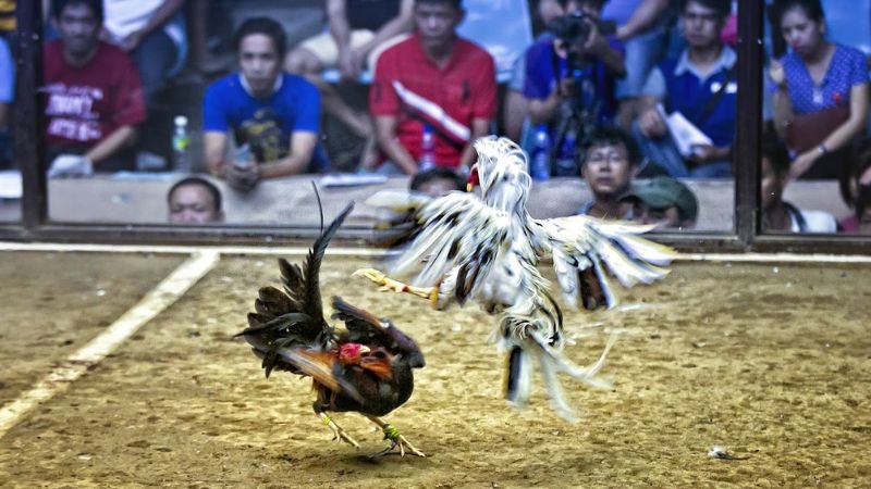 Chiến thuật và kỹ thuật trong đá gà thái