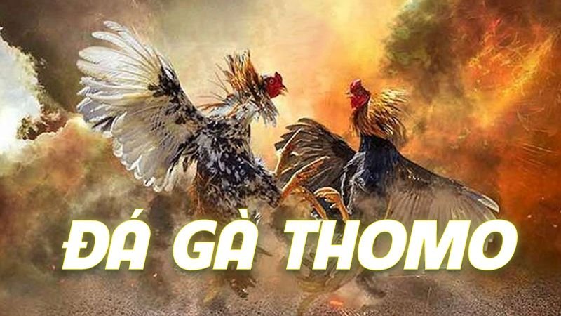 Lợi ích và rủi ro khi tham gia đá gà thomo