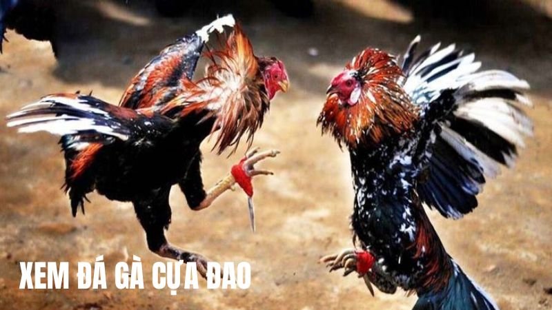 Giới Thiệu Về Trực Tiếp Đá Gà Cựa Dao